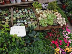 -平吉花卉市场