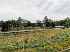 -松山湖梦幻百花洲