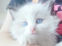 -十年猫舍·猫咪专门店(普陀店)
