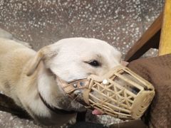 调皮捣蛋黄而白-夹夹大·蟹蟹大排档(财富又一城店)