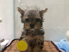 -BABYDOG宝贝狗宠物乐园(欧洲城店)