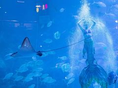 -烟台海昌鲸鲨海洋公园