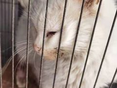 -萌兽医馆·犬猫专科·眼科中心·宠物医院(朝阳门分院)