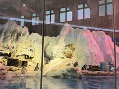 -帝企鹅自助餐厅•儿童岛•真企鹅(长隆企鹅酒店)