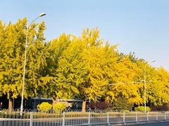 -三里屯东五街银杏大道