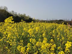 -同里国家湿地公园