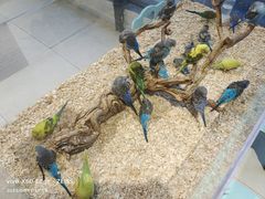 -怪兽屋·羊驼·猫咖·狗咖(俊华广场店)