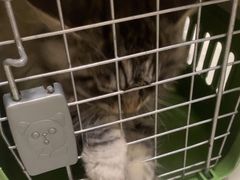 -安安宠医宠物医院·异宠·犬猫内科(岳阳分院)