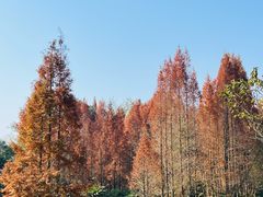 -桤木河湿地公园