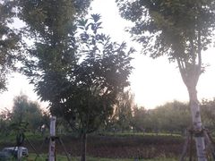 -太平河公园