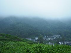 -龙井村