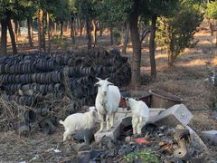 -呼吸森林·生态农庄农家乐私房菜