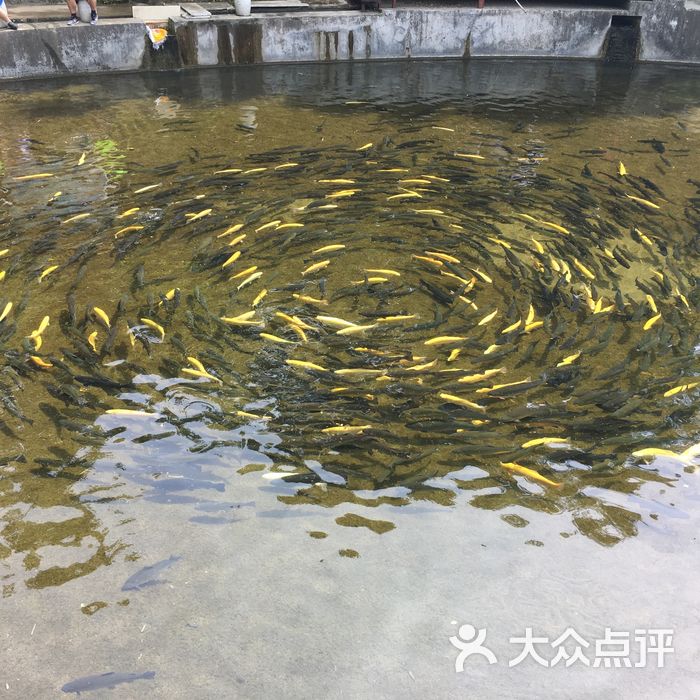 北京顺通虹鳟鱼度假村图片