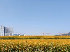 -光明小镇欢乐田园