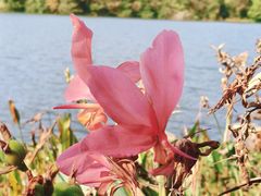 -飞来湖湿地公园