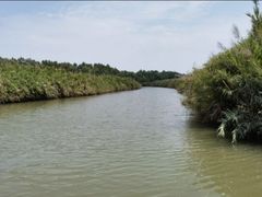-大湾区中央湿地公园