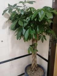 -雍禾植发