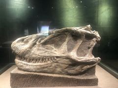 -自贡恐龙博物馆