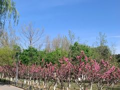 -大兴滨河森林公园