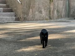 -九龙公园