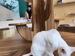 -飞行喵MR PILOT|猫舍·猫咖(静安大融城店)