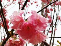 -天适樱花悠乐园