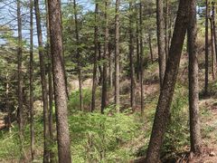 -鲁山国家森林公园