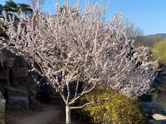 -北京西山国家森林公园