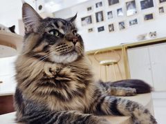 -鼓捣猫呢主题猫咖店