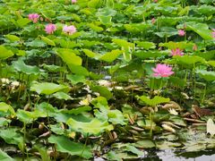 -大兴滨河森林公园