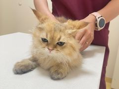 -芭比堂动物医院·犬猫全科·异宠专科(雁塔分院)