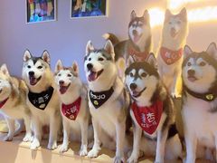 -Husky Go! 哈士奇体验馆·宠物咖啡厅狗咖