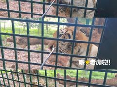 -深圳野生动物园