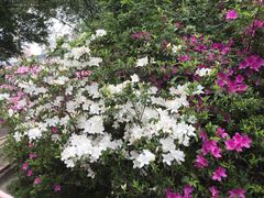 -九龙公园