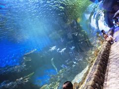 -华夏文旅海洋公园