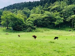 -武陵山森林公园