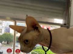 -瑞派福兴宠物医院犬猫全科·骨科·中西医结合(河东店)