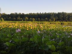 -东郊湿地公园