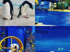 -海合安天津极地海洋公园