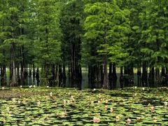 -白鹭湾湿地公园