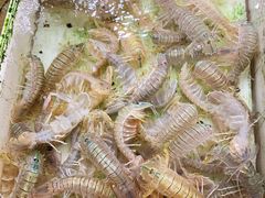 -南沙十九涌渔人码头-南门