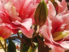 -深圳威尼斯英迪格酒店