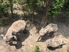 -野象谷景区