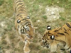 -西安秦岭野生动物园