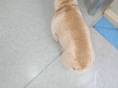 -喜多萌中农锦绣动物医院24H·猫科·牙科MRI·CT