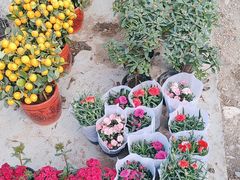 -龙大花卉苗木市场