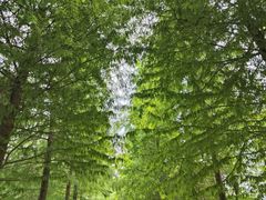 -泗洪洪泽湖湿地景区