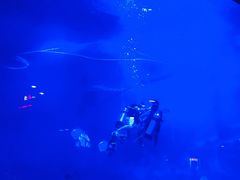 -烟台海昌鲸鲨海洋公园