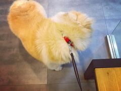 -PETKIT小佩宠物(古北店)