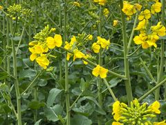 -樱桃山旅游景区